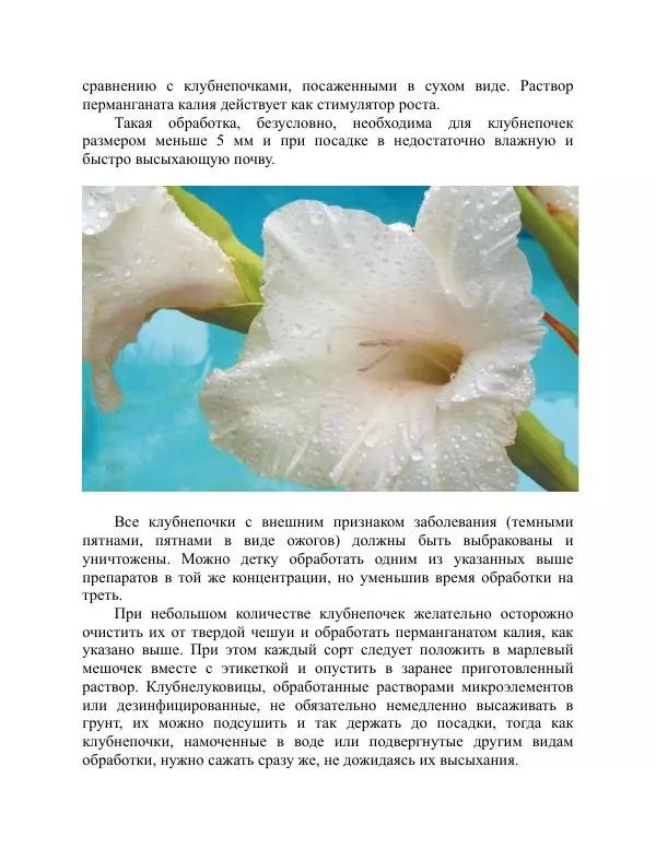 Дарья Резько - Гладиолусы - Страница № 68