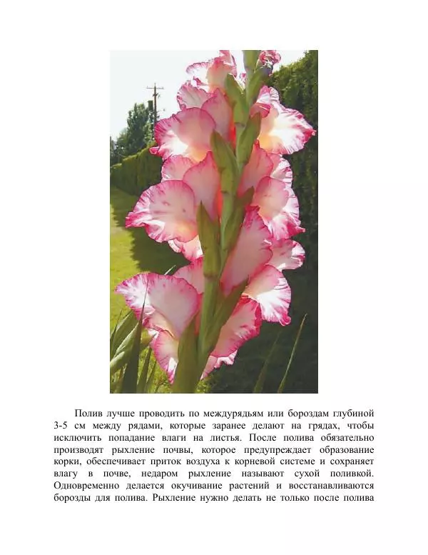 Дарья Резько - Гладиолусы - Страница № 71