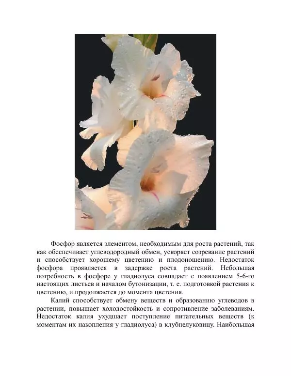 Дарья Резько - Гладиолусы - Страница № 73