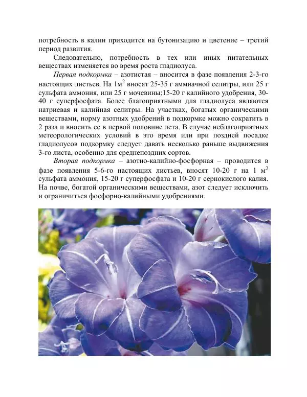 Дарья Резько - Гладиолусы - Страница № 74