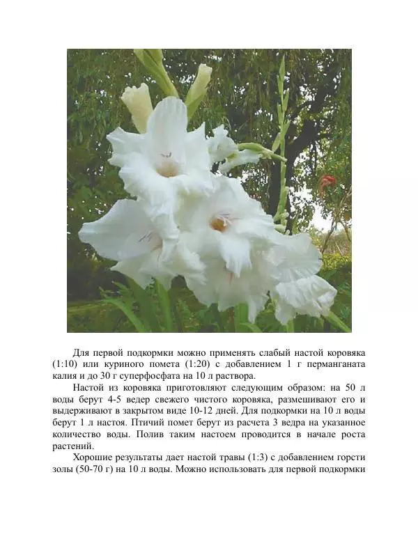 Дарья Резько - Гладиолусы - Страница № 76