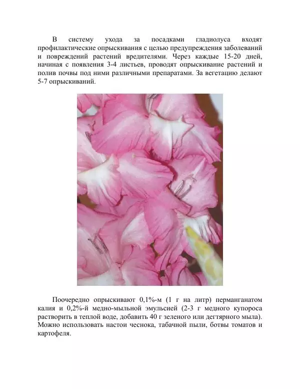 Дарья Резько - Гладиолусы - Страница № 79