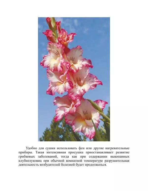 Дарья Резько - Гладиолусы - Страница № 84