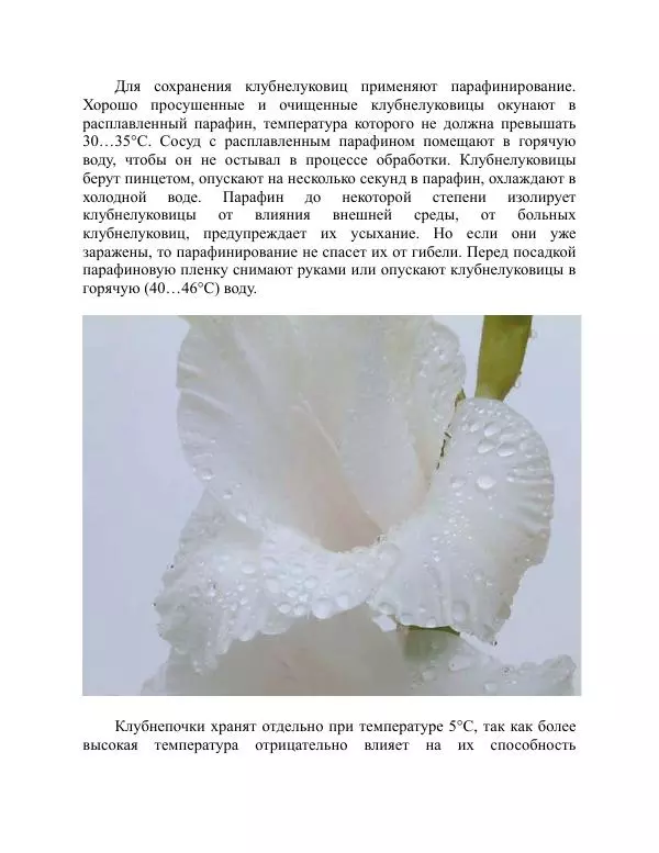 Дарья Резько - Гладиолусы - Страница № 86