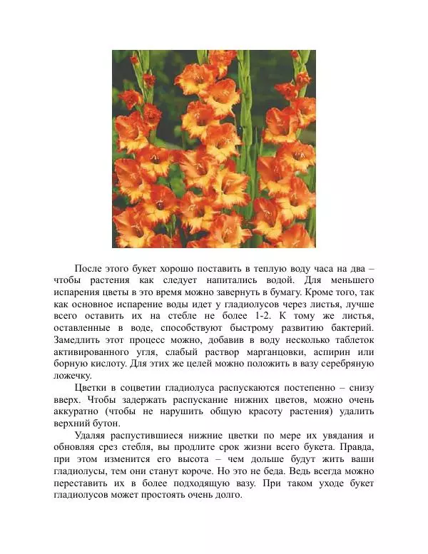 Дарья Резько - Гладиолусы - Страница № 89