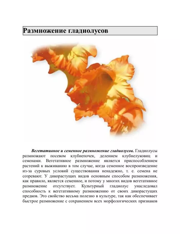 Дарья Резько - Гладиолусы - Страница № 90