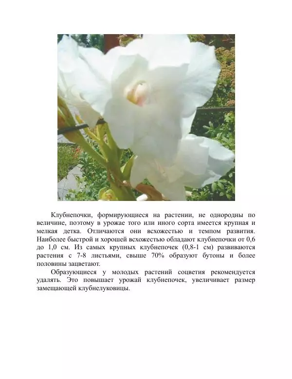 Дарья Резько - Гладиолусы - Страница № 93