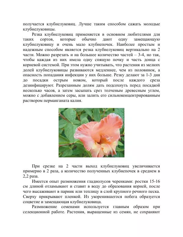 Дарья Резько - Гладиолусы - Страница № 97