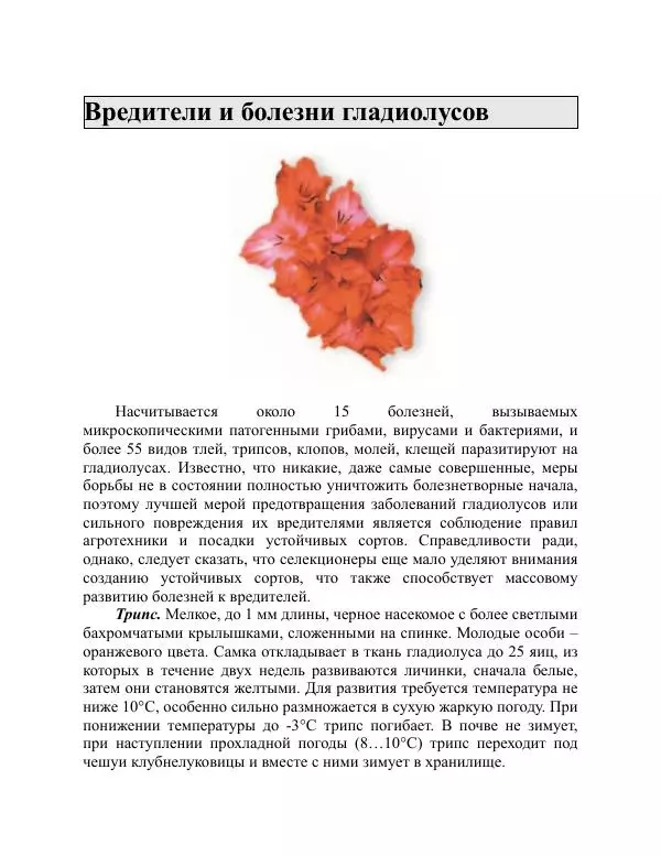 Дарья Резько - Гладиолусы - Страница № 99