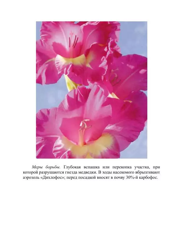 Дарья Резько - Гладиолусы - Страница № 103