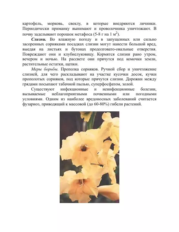 Дарья Резько - Гладиолусы - Страница № 105