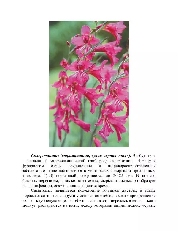 Дарья Резько - Гладиолусы - Страница № 107