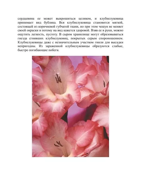 Дарья Резько - Гладиолусы - Страница № 110