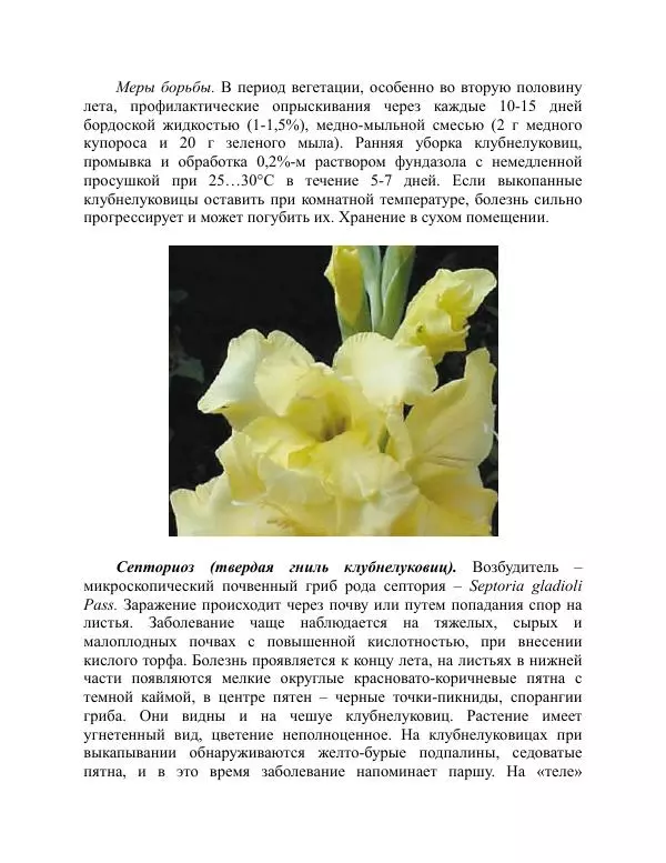 Дарья Резько - Гладиолусы - Страница № 111