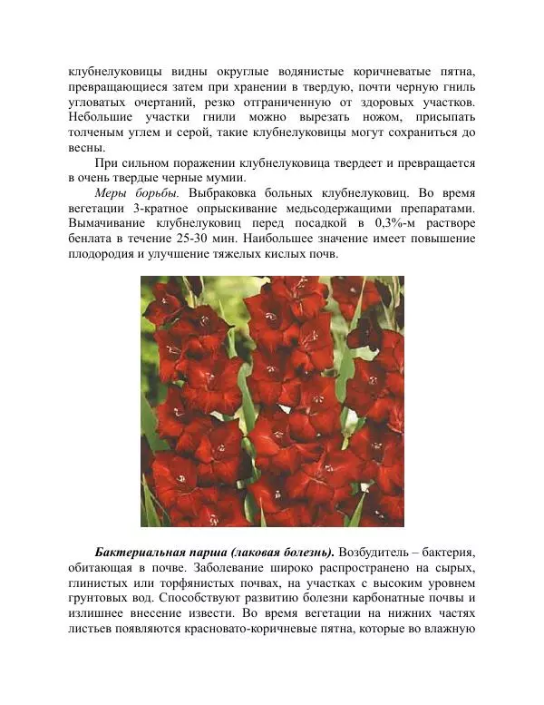 Дарья Резько - Гладиолусы - Страница № 112