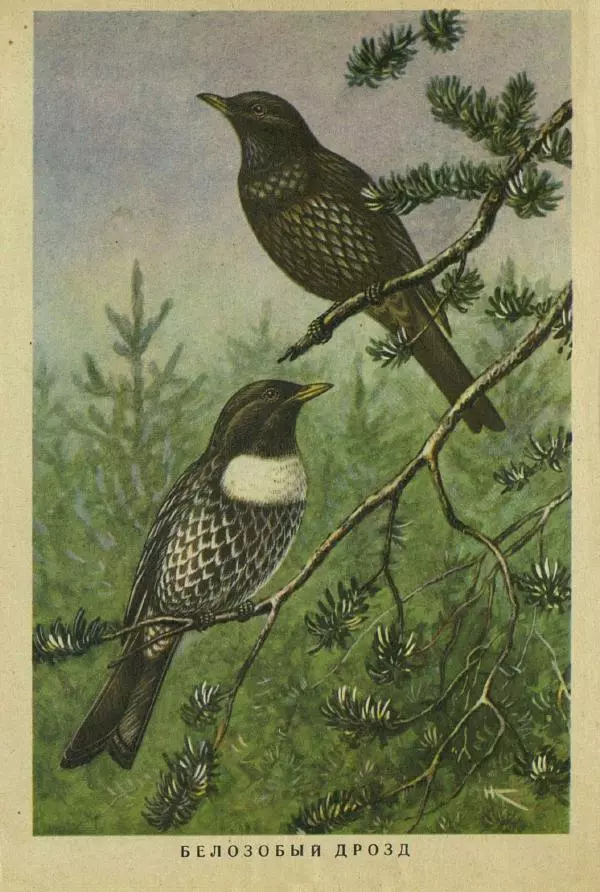 Николай Кондаков - Птицы - Страница № 4