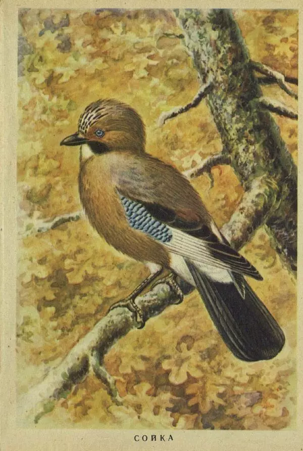 Николай Кондаков - Птицы - Страница № 5