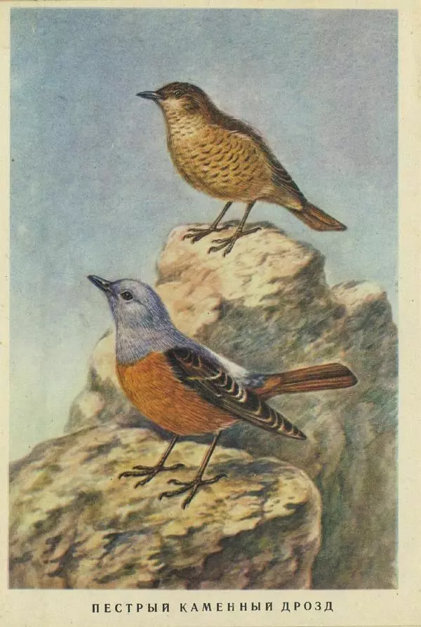 Николай Кондаков - Птицы - Страница № 6