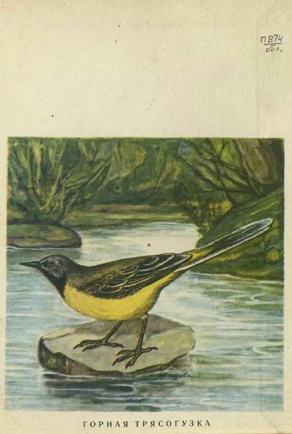 Николай Кондаков - Птицы - Страница № 7