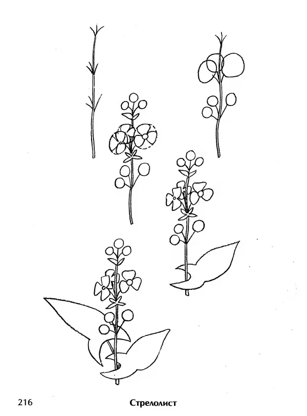 Д Селиверстова - Рисование. Первые шаги - Страница № 209 Д Селиверстова - Рисование. Первые шаги - Страница № 209
