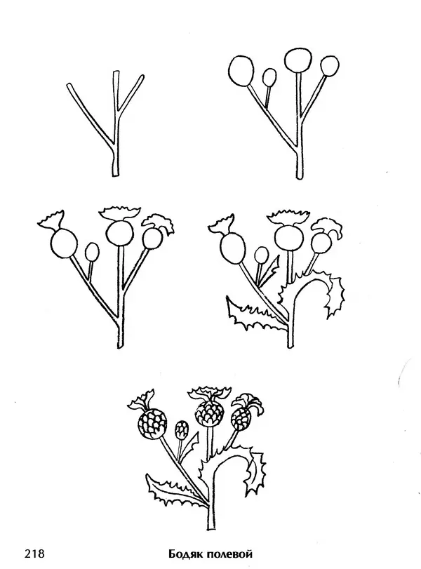 Д Селиверстова - Рисование. Первые шаги - Страница № 211 Д Селиверстова - Рисование. Первые шаги - Страница № 211