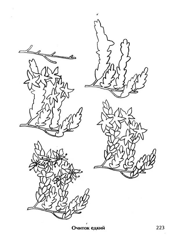 Д Селиверстова - Рисование. Первые шаги - Страница № 216 Д Селиверстова - Рисование. Первые шаги - Страница № 216