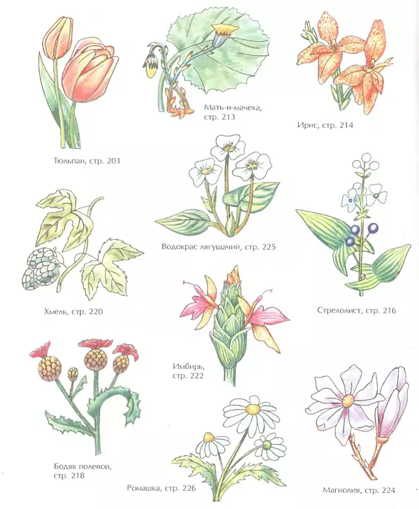 Д Селиверстова - Рисование. Первые шаги - Страница № 367 Д Селиверстова - Рисование. Первые шаги - Страница № 367