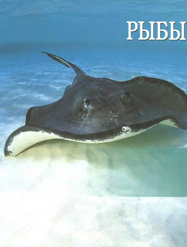  Автор неизвестен - Энциклопедия "Мир животных". Том 3. Рыбы - Страница № 1