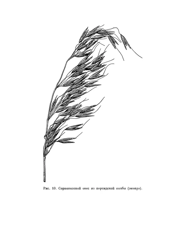 Николай Вавилов - Избранные произведения в двух томах. Том I - Страница № 164