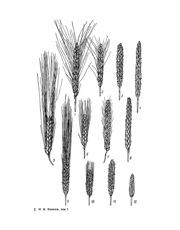 Николай Вавилов - Избранные произведения в двух томах. Том I - Страница № 17