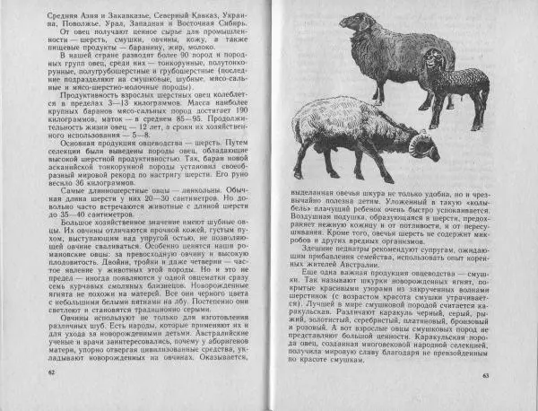 Владимир Гершун - Беседы о домашних животных - Страница № 32