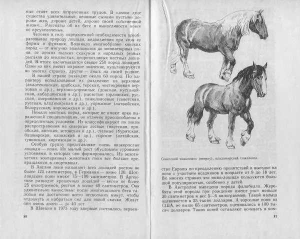 Владимир Гершун - Беседы о домашних животных - Страница № 41