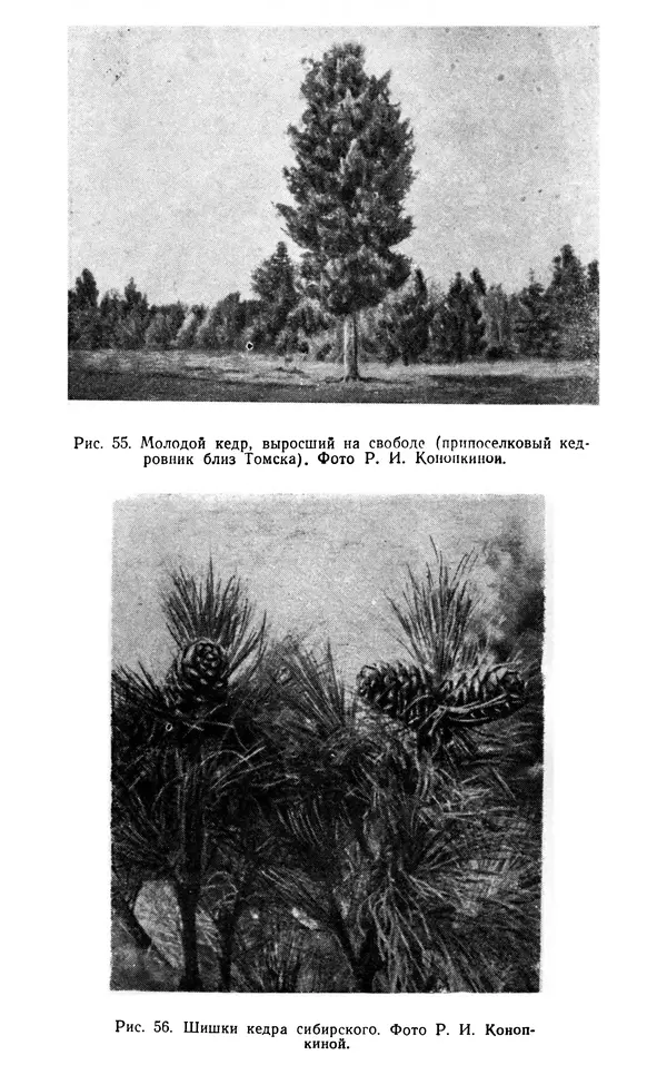 Людмила Шумилова - Ботаническая география Сибири - Страница № 310