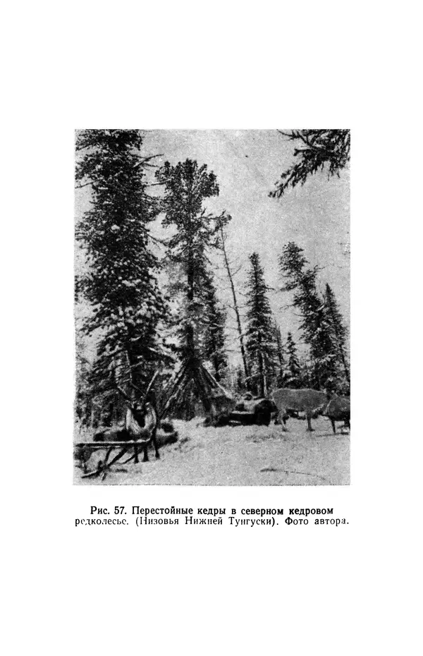 Людмила Шумилова - Ботаническая география Сибири - Страница № 311