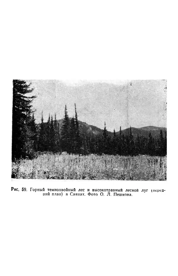 Людмила Шумилова - Ботаническая география Сибири - Страница № 313