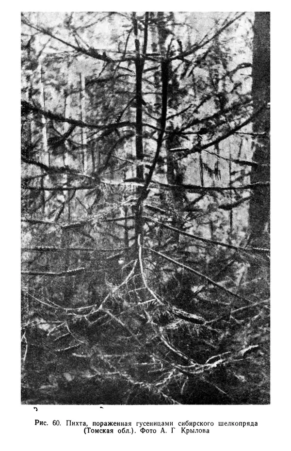 Людмила Шумилова - Ботаническая география Сибири - Страница № 314