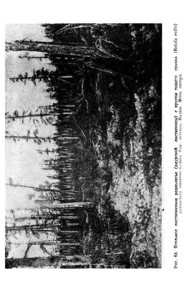 Людмила Шумилова - Ботаническая география Сибири - Страница № 318