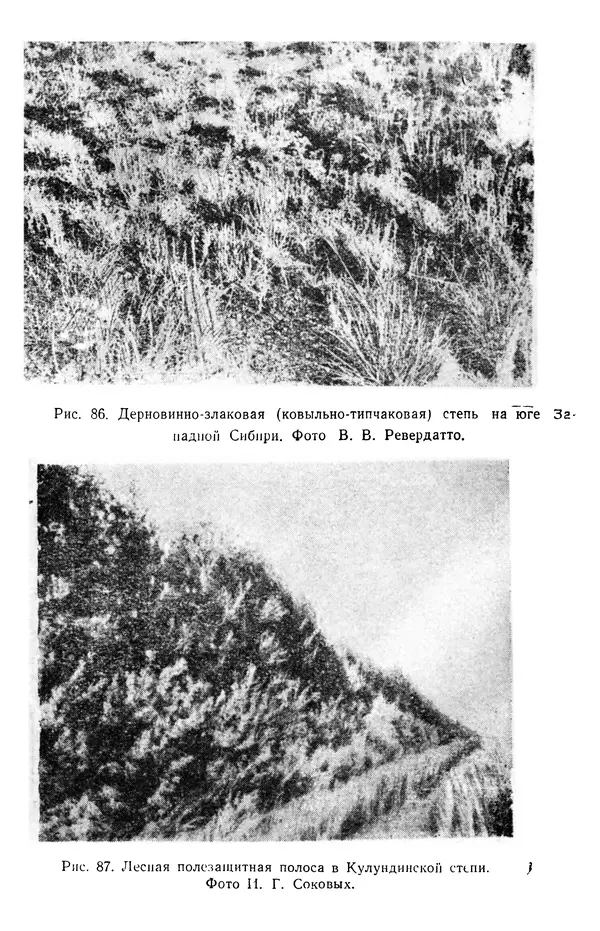 Людмила Шумилова - Ботаническая география Сибири - Страница № 383