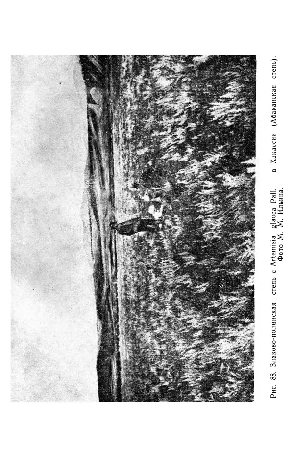 Людмила Шумилова - Ботаническая география Сибири - Страница № 384