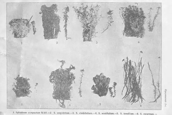 И. Вихляев - Торфяная подстилка и компостъ - Страница № 50