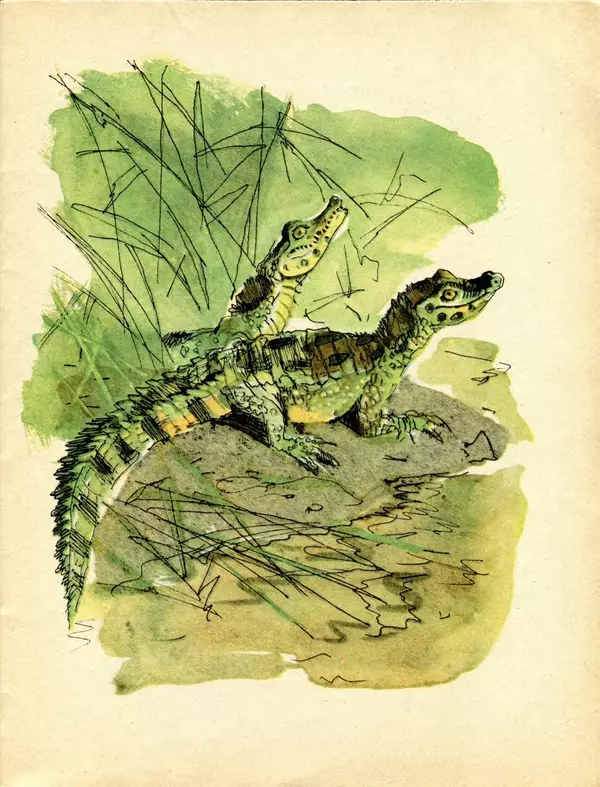 Игорь Акимушкин - Кто без крыльев летает - Страница № 15