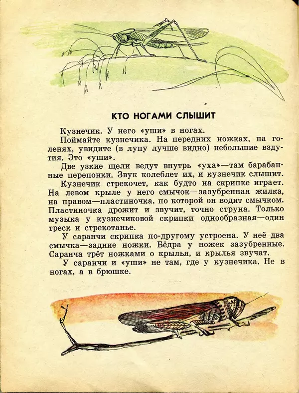 Игорь Акимушкин - Кто без крыльев летает - Страница № 6