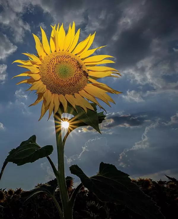 Брайан Петерсон - В поисках цвета - Страница № 7