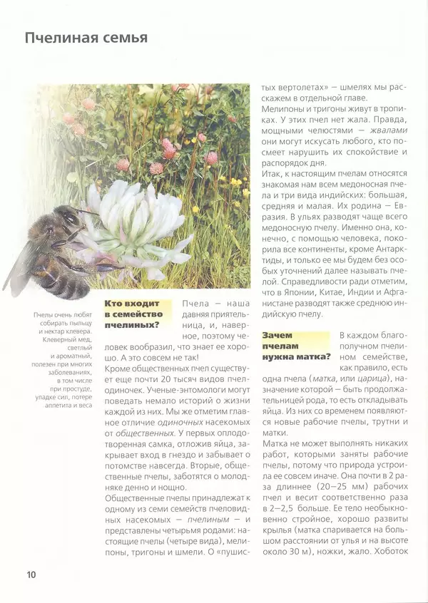 Ольга Короткова - Пчелы, шмели, осы - Страница № 12