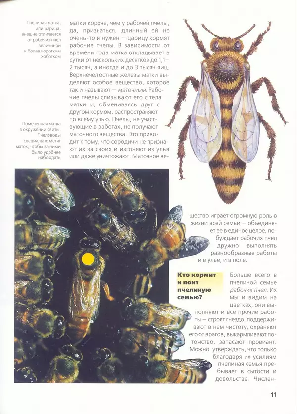 Ольга Короткова - Пчелы, шмели, осы - Страница № 13