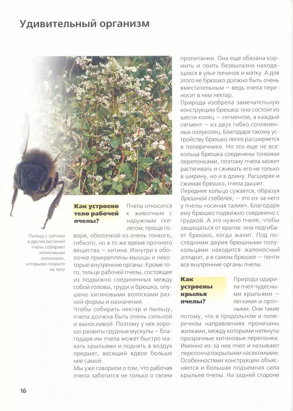Ольга Короткова - Пчелы, шмели, осы - Страница № 18