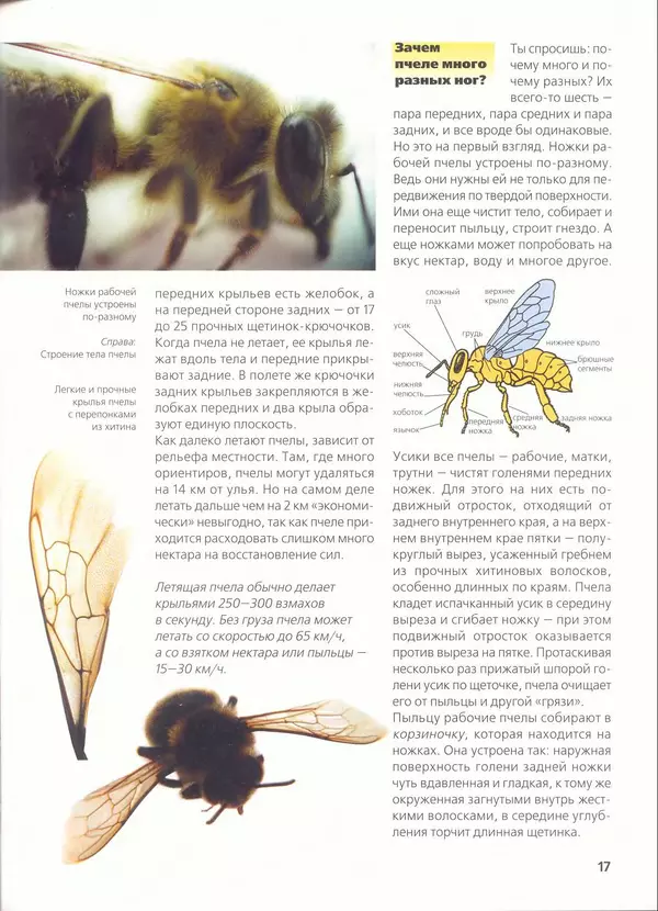 Ольга Короткова - Пчелы, шмели, осы - Страница № 19