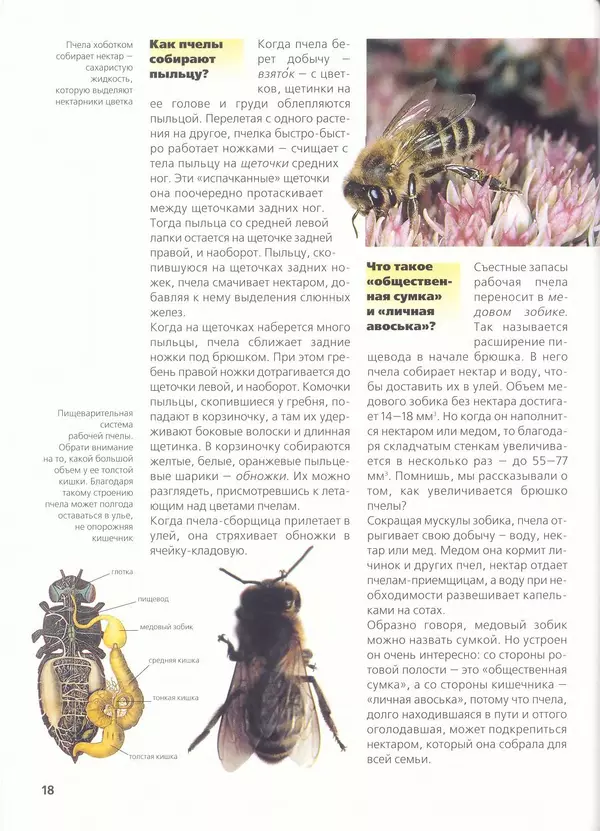 Ольга Короткова - Пчелы, шмели, осы - Страница № 20