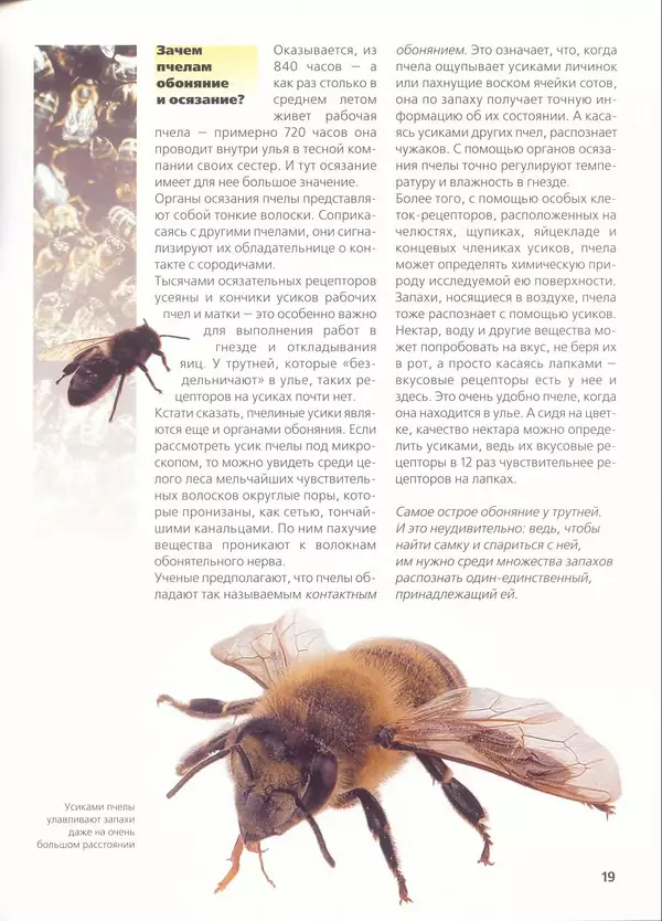 Ольга Короткова - Пчелы, шмели, осы - Страница № 21