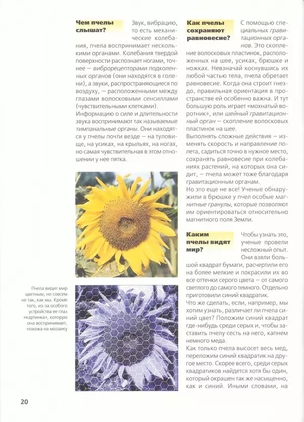 Ольга Короткова - Пчелы, шмели, осы - Страница № 22